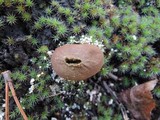 Lycoperdon marginatum image