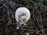 Lycoperdon marginatum image