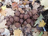 Psathyrella piluliformis image
