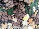 Psathyrella piluliformis image