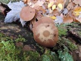 Psathyrella piluliformis image