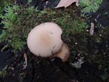 Psathyrella piluliformis image
