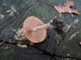Psathyrella piluliformis image
