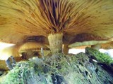 Gymnopilus luteus image