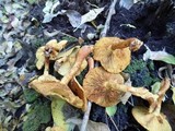 Gymnopilus luteus image