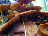 Gymnopilus luteus image