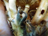 Gymnopilus luteus image