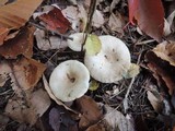 Lactarius cinereus image