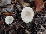 Lactarius cinereus image