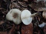 Lactarius cinereus image