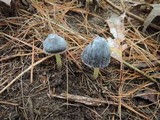 Mycena griseoviridis image