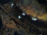 Coremiella cubispora image