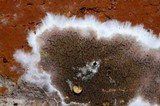 Serpula himantioides image