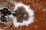 Serpula himantioides image