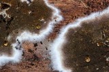 Serpula himantioides image