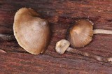 Tephrocybe boudieri image
