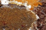 Serpula himantioides image