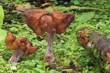 Gyromitra infula image