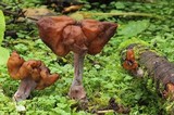 Gyromitra infula image