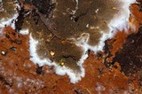 Serpula himantioides image