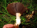 Agaricus albolutescens image