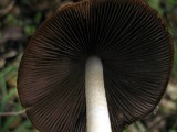 Psathyrella longipes image
