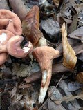 Clavariadelphus unicolor image