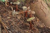 Phaeocollybia fallax image