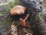 Chalciporus piperatus image