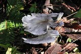 Omphalotus mexicanus image