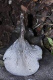 Omphalotus mexicanus image