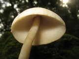 Psathyrella longipes image