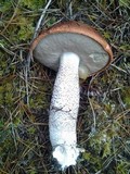 Leccinum largentii image