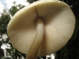 Psathyrella longipes image