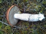 Leccinum largentii image