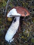 Leccinum largentii image