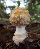 Amanita muscaria var. formosa image