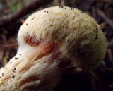 Chroogomphus tomentosus image
