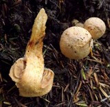 Chroogomphus tomentosus image