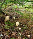 Chroogomphus tomentosus image