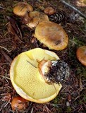 Suillus ponderosus image