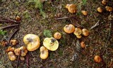 Suillus ponderosus image
