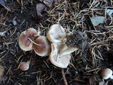 Hebeloma mesophaeum image