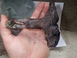 Sarcodon fuscoindicus image