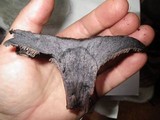 Sarcodon fuscoindicus image