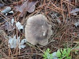 Tricholoma saponaceum image