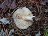 Tricholoma saponaceum image
