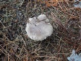 Tricholoma saponaceum image