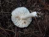 Tricholoma saponaceum image