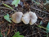 Tricholoma scalpturatum image